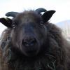 Shearing-Day